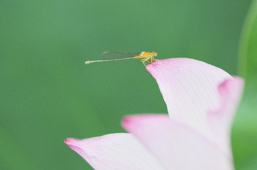_DSC4354