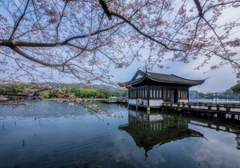 曲院风荷