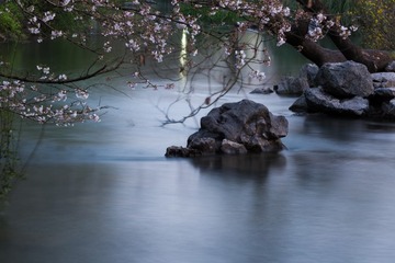 又是一年樱花季
