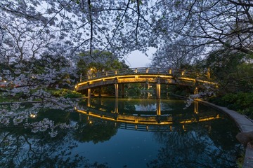 夜樱