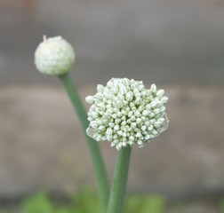 小百花