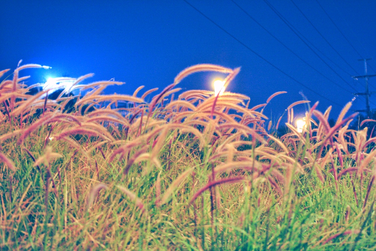 夜晚狗尾巴草