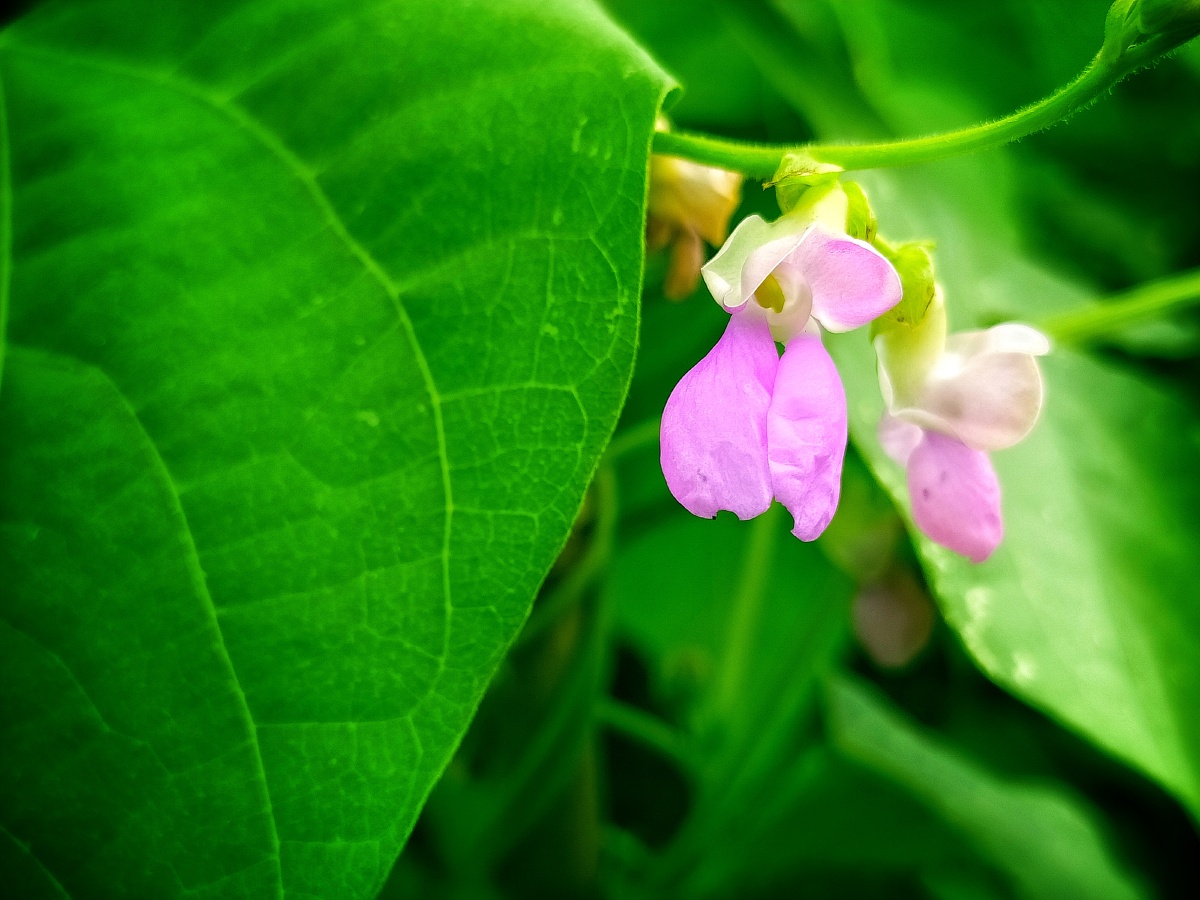 豆角花