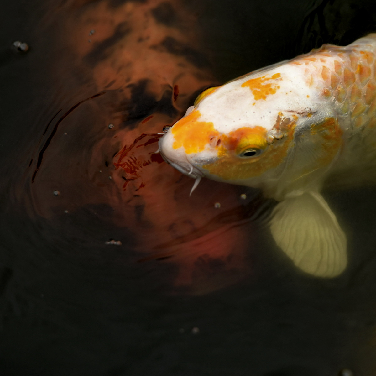 鱼水欢 锦鲤记 - 色彩, 尼康, 动物, 安徽 - 安徽呓