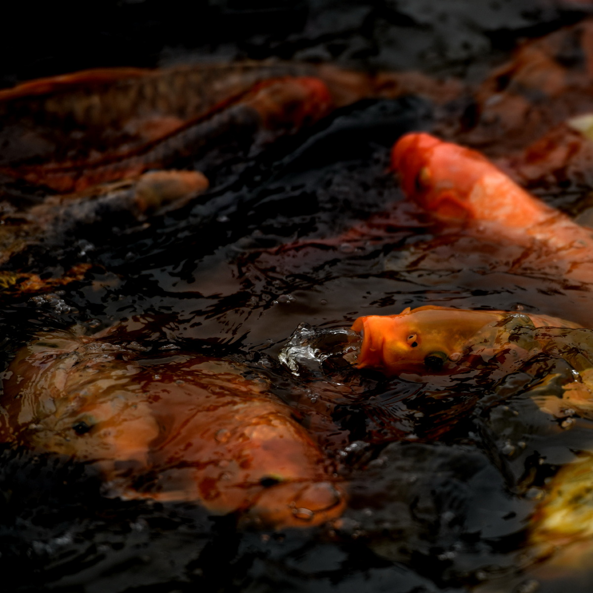 鱼水欢 锦鲤记 - 色彩, 尼康, 动物, 安徽 - 安徽呓