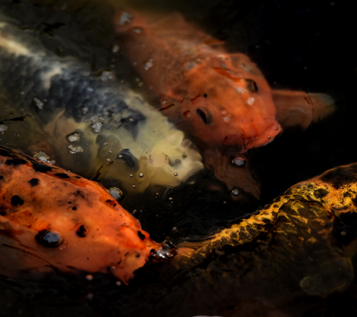 鱼水欢 锦鲤记 - 色彩, 尼康, 动物, 安徽 - 安徽呓