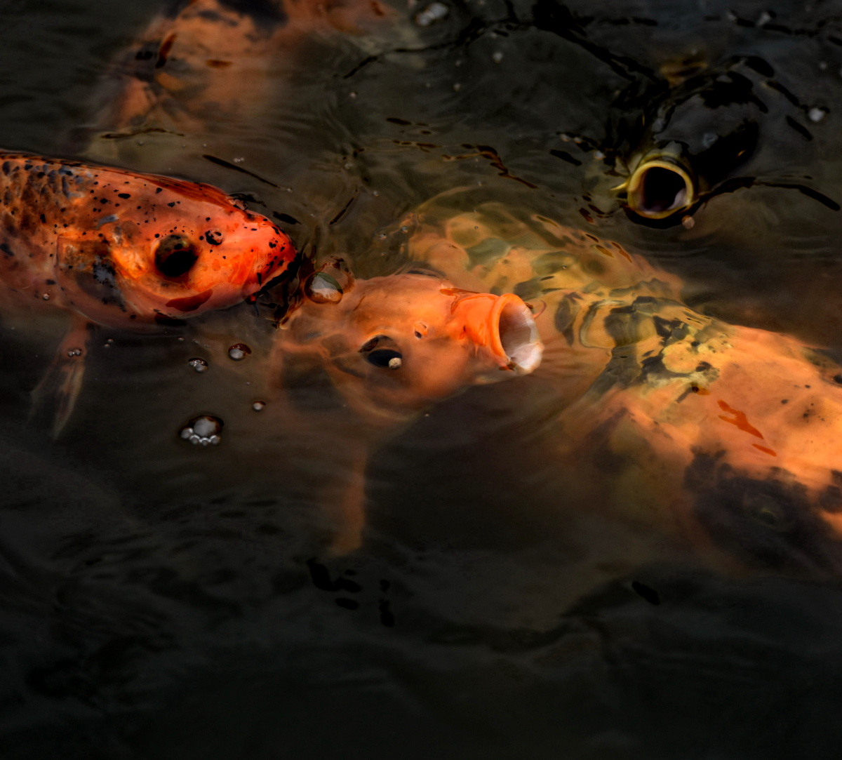 鱼水欢 锦鲤记 - 色彩, 尼康, 动物, 安徽 - 安徽呓