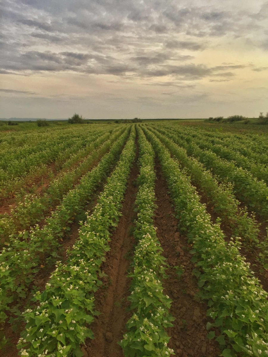 荞麦花开
