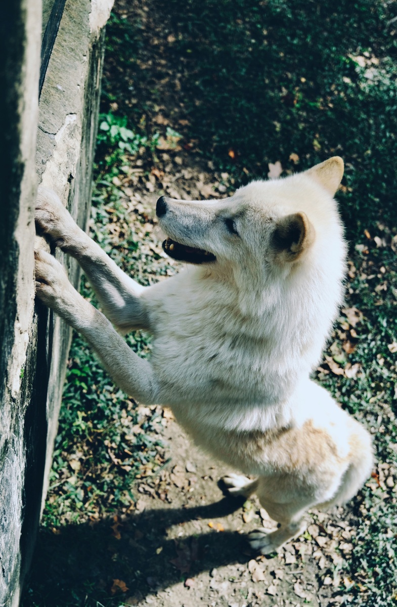 北极狼也有呆萌的一刻