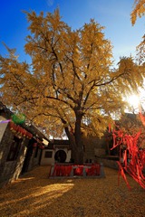 郑家大院 (15)