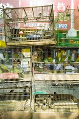 SDIM0054