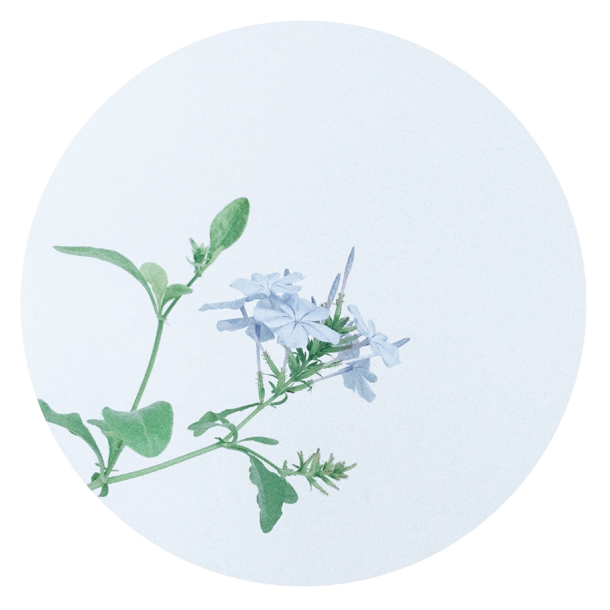 夏天的蓝雪花工笔画风vs冷淡风你爱哪一款