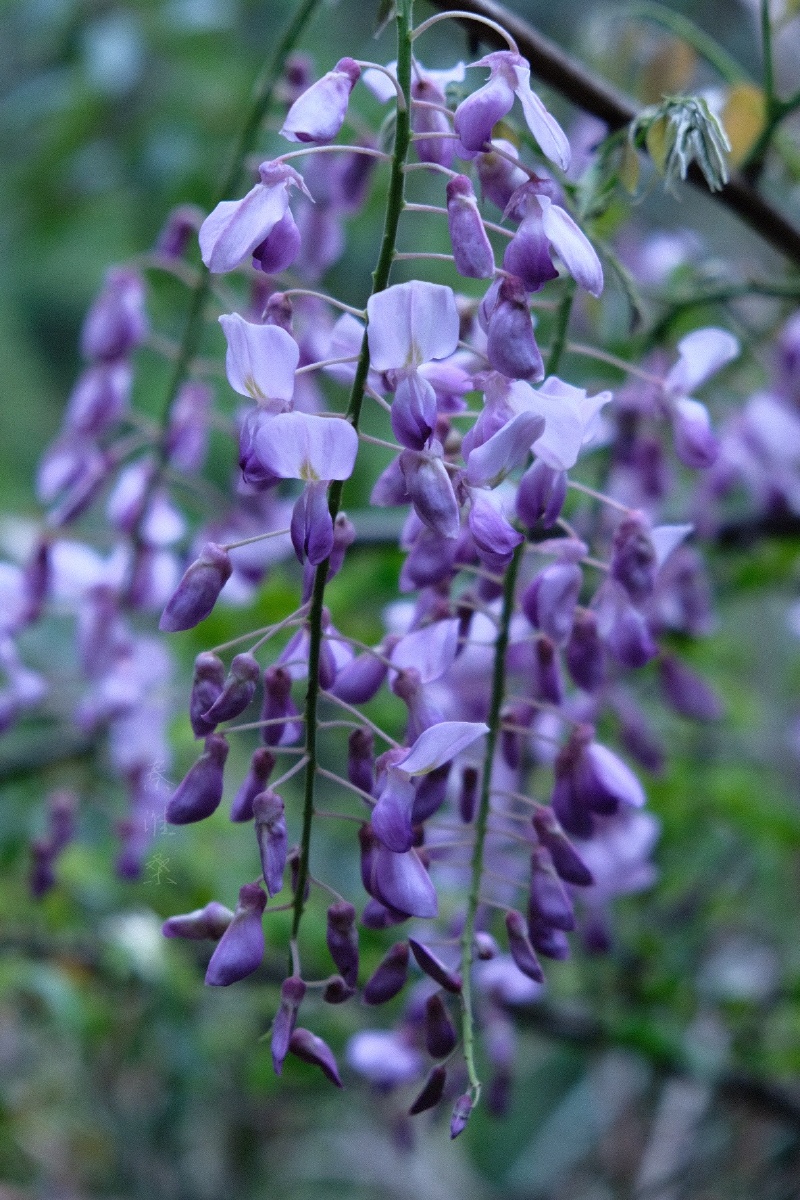 藤花紫恍惚如前尘