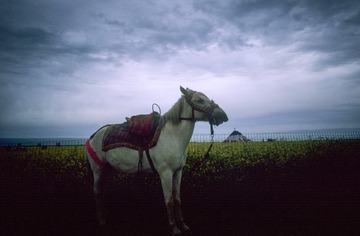 IMG-5000-188378-135