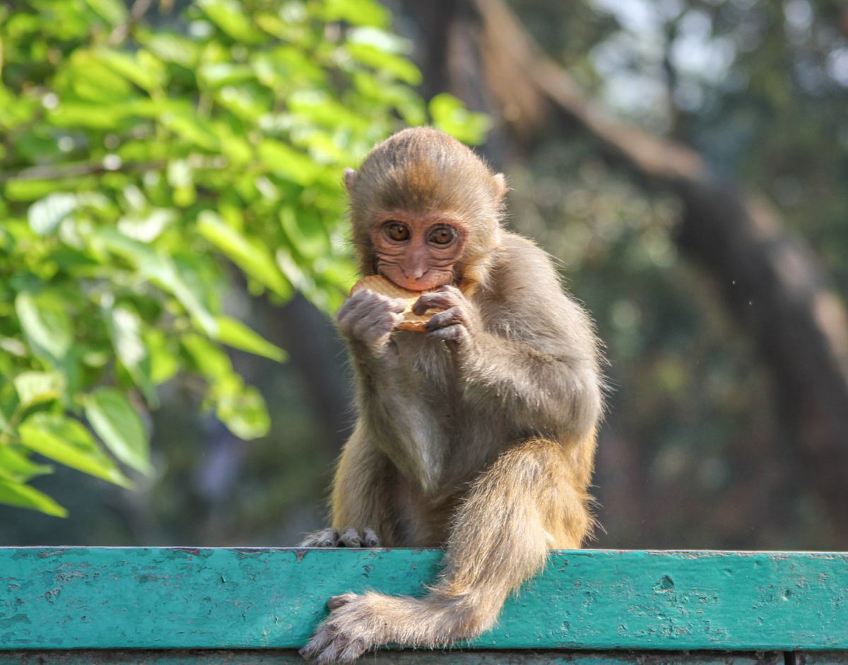 吃饼干的猴子