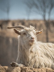 _DSC1834-2