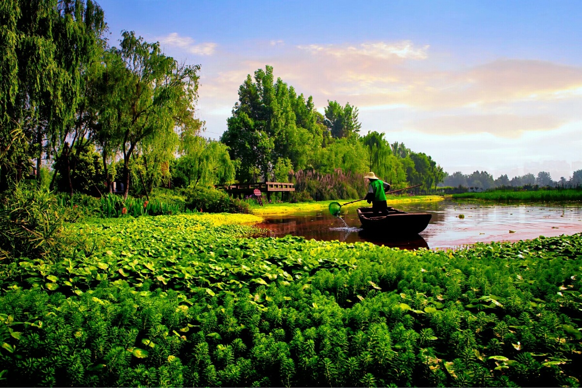 成都三圣乡荷塘月色景区,偶遇景区湖面清洁工工作,随拍一张