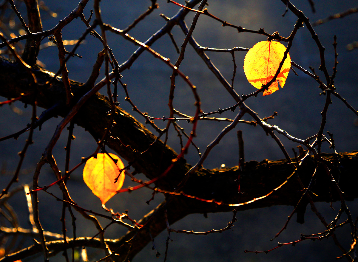 留不住的美丽残秋落叶