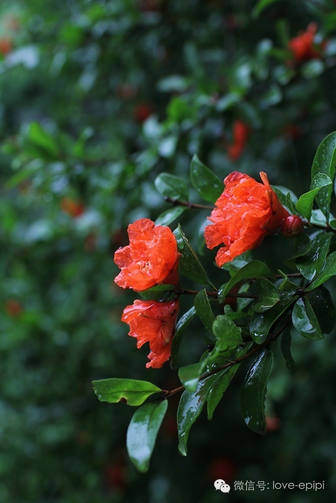雨中石榴花
