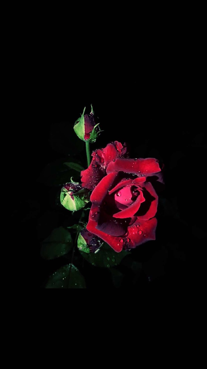 night rose after a light rain - 云秤 - 图虫