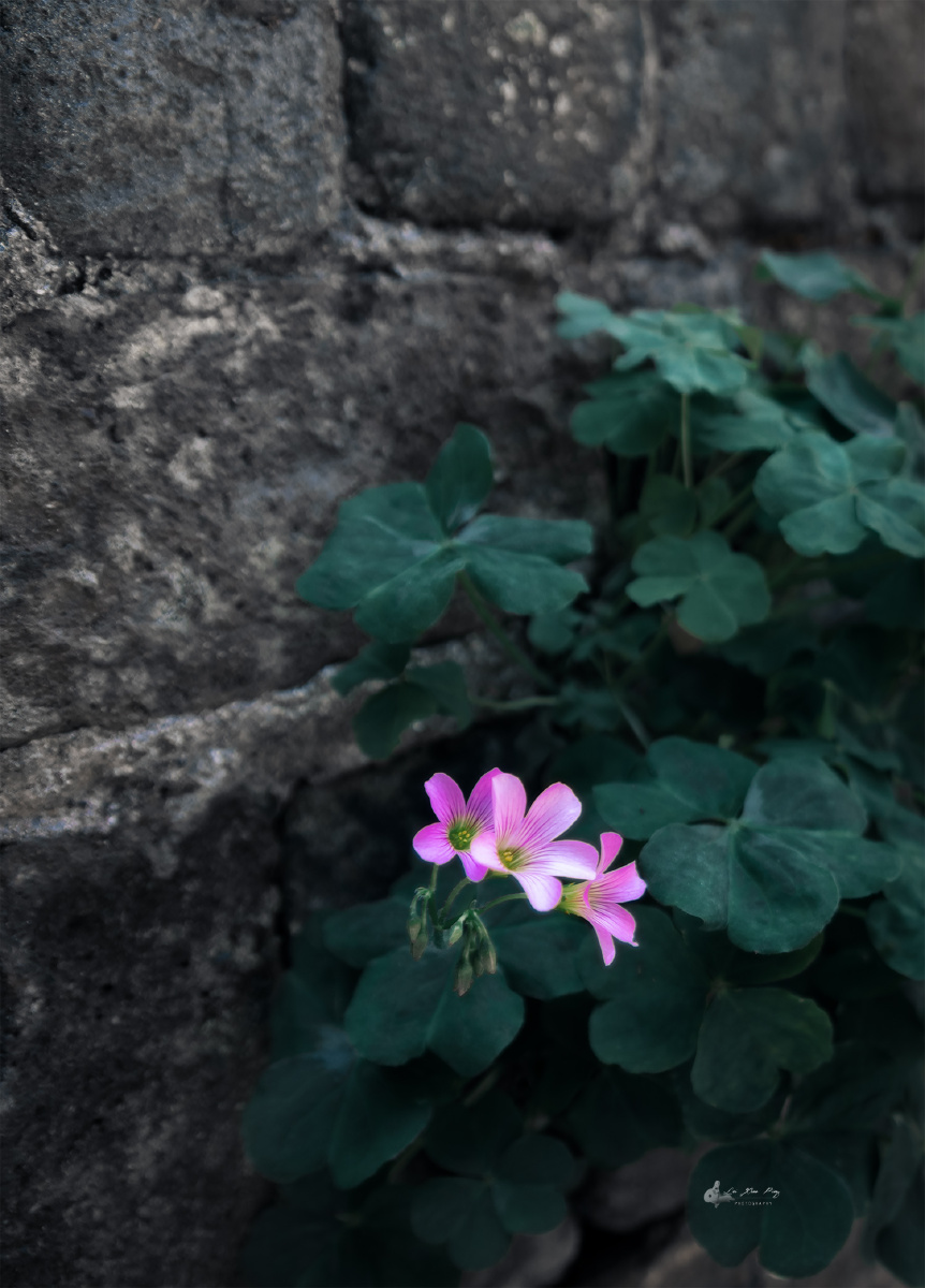 送你几朵小红花从古老的墙缝里盛放的小生命