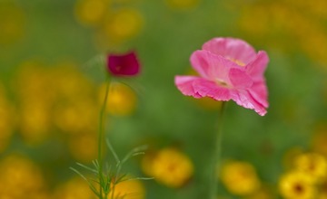 _HAO3340