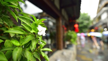 _HAO0465