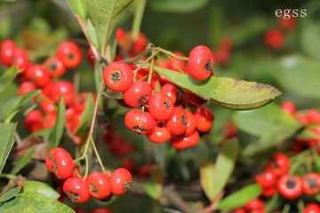 红刺莽30