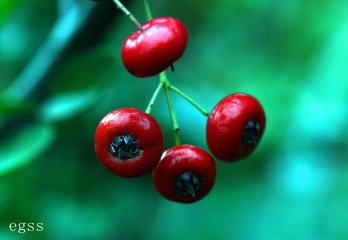 红刺莽31