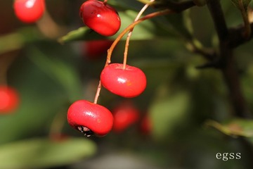 红刺莽42