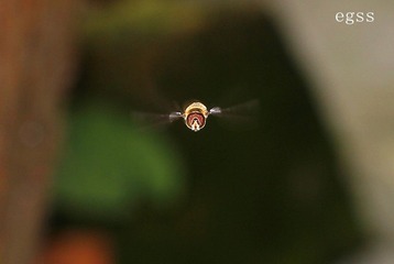 野蜂飞舞3