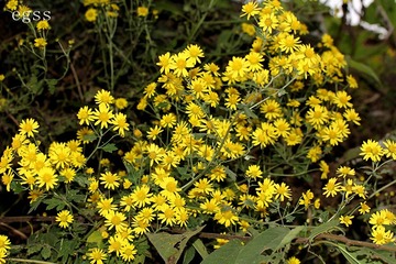 野菊花2