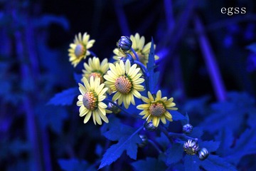 野菊花3