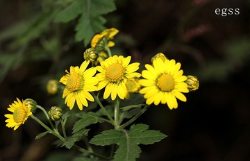 野菊花4