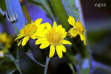 野菊花6