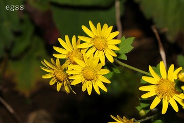 野菊花7