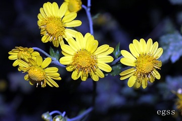野菊花9
