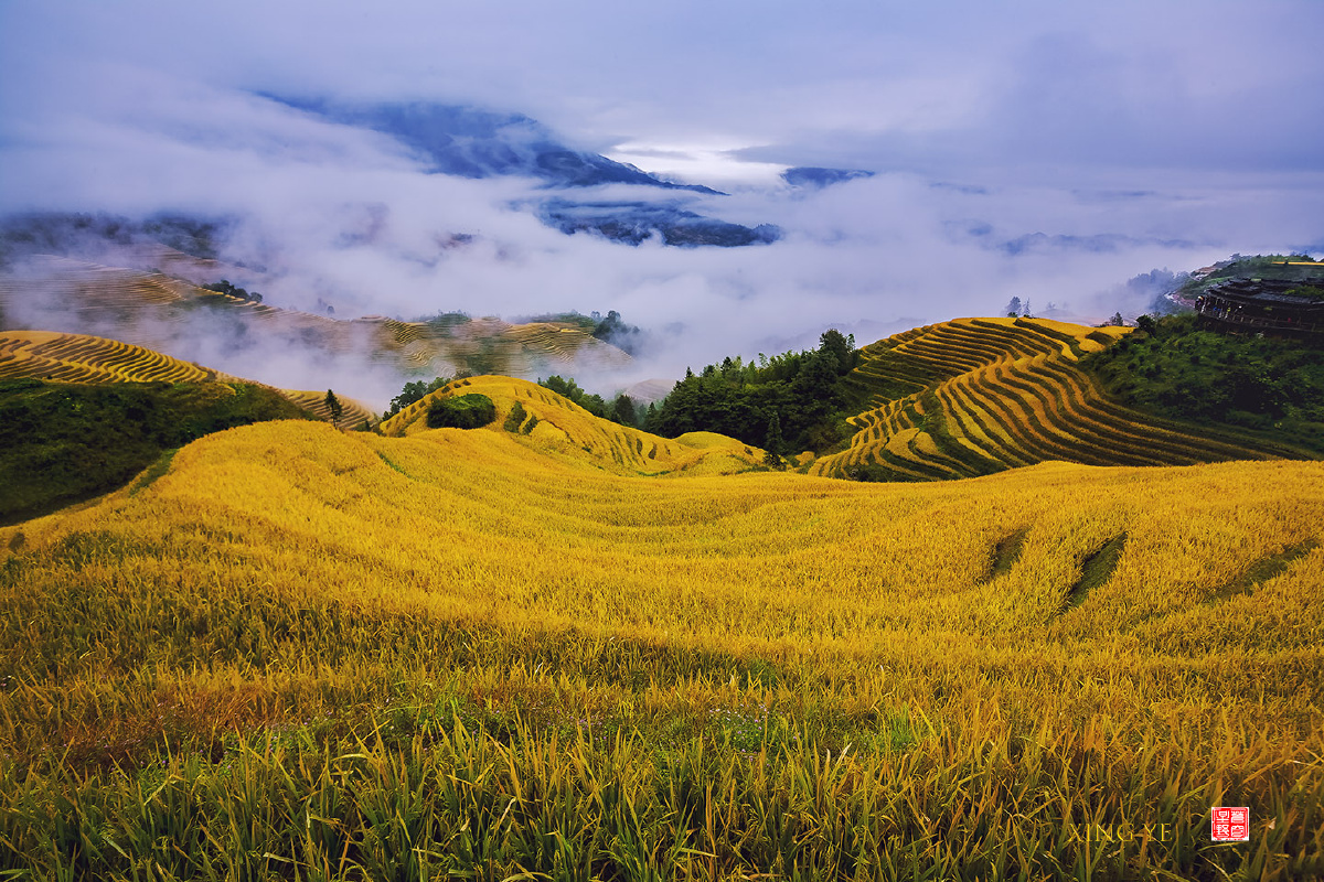 金秋稻田云缠绵