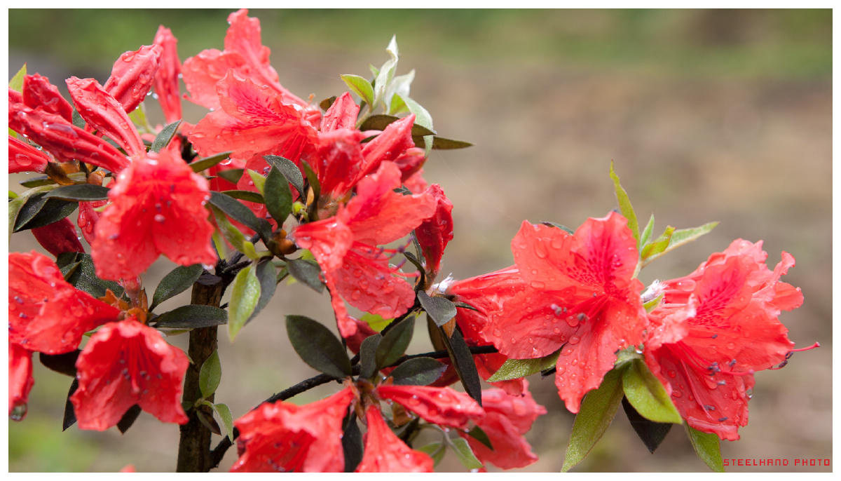 雨中杜鹃映山红