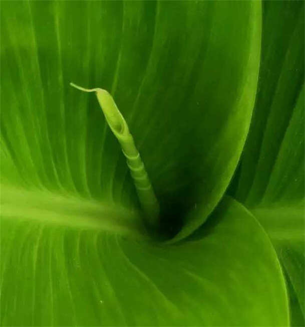 “五一”节，坚守岗位，休息一刻，美人蕉的花、果孕育在这螺旋上升之新叶中——顿生一丝“五一”新意，疲劳尽消！