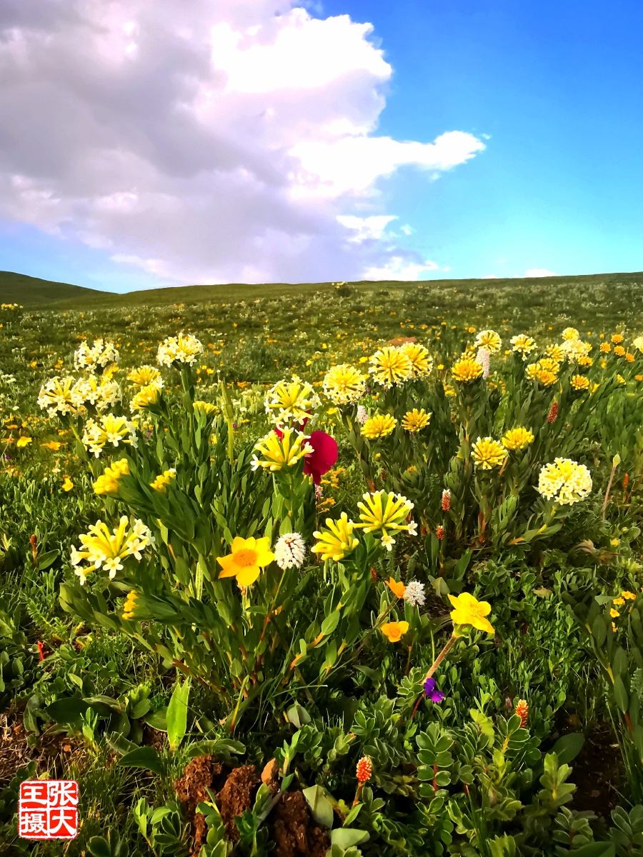 草原花正艳