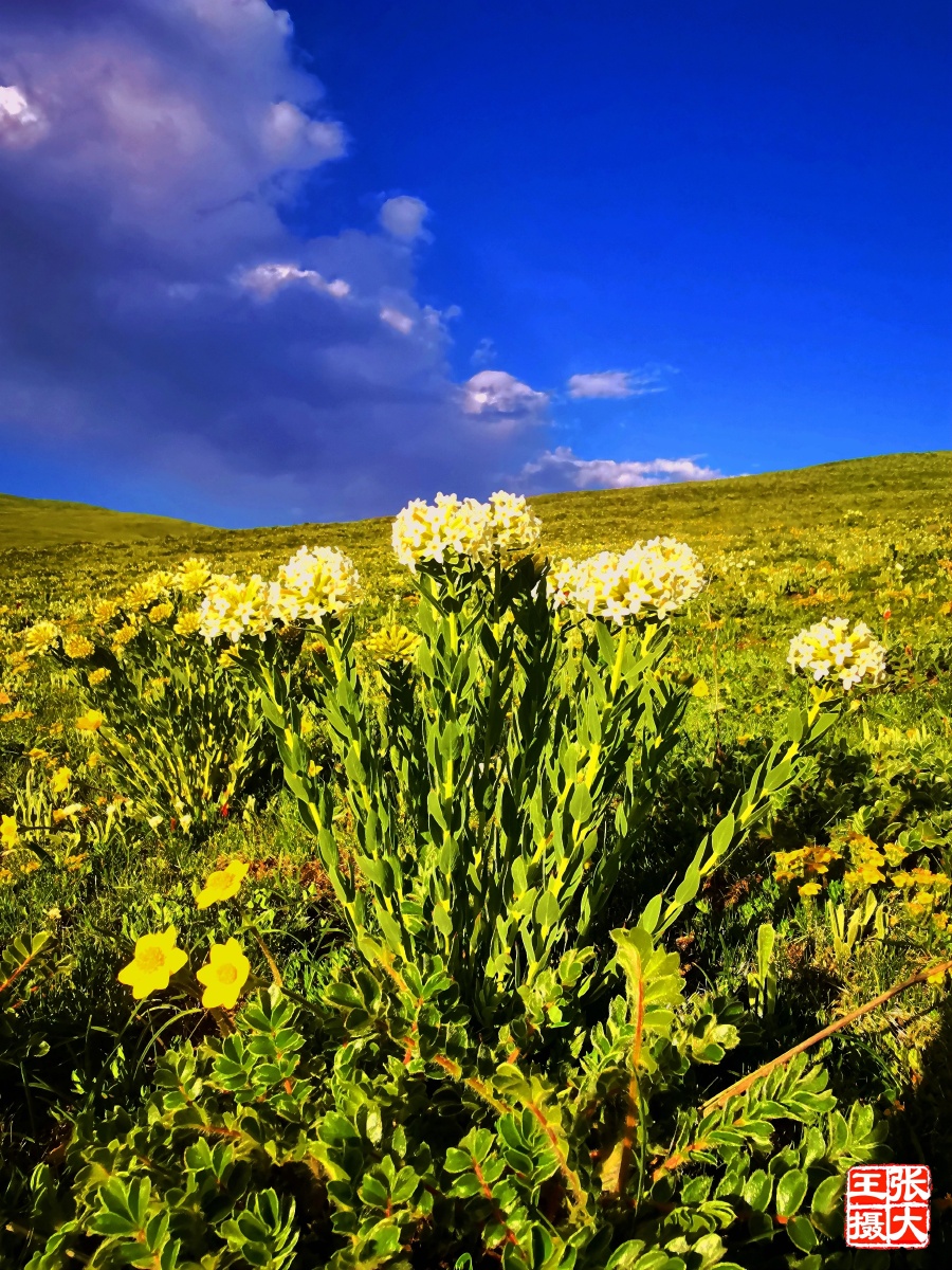 草原花正艳