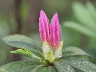 P1010228