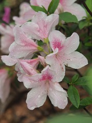 P1010247