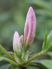 P1010313