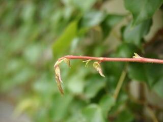 P9069646