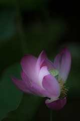 D4S_3082_