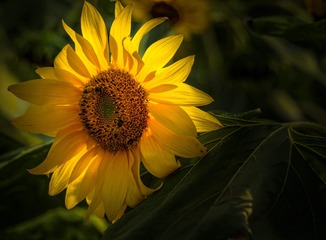 D4S_4415_DxO_