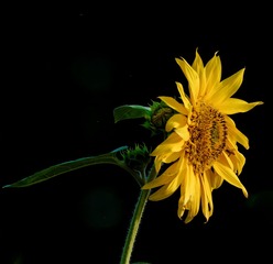 D4S_4819_DxO_