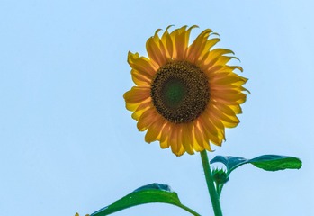D4S_4738_DxO_